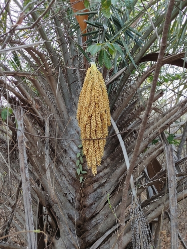 ouricury palm