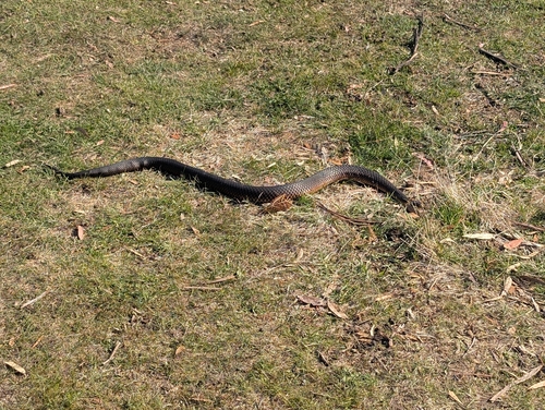 Lowlands Copperhead sighting
