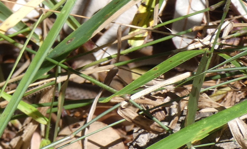 Yellow-faced Whipsnake sighting