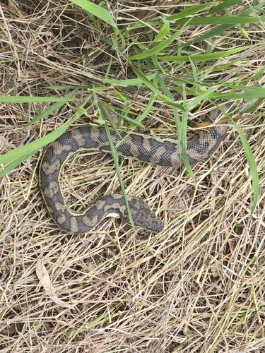 Coastal Carpet Python sighting