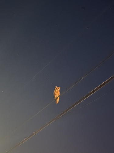 View observation of {o.common_name} on iNaturalist