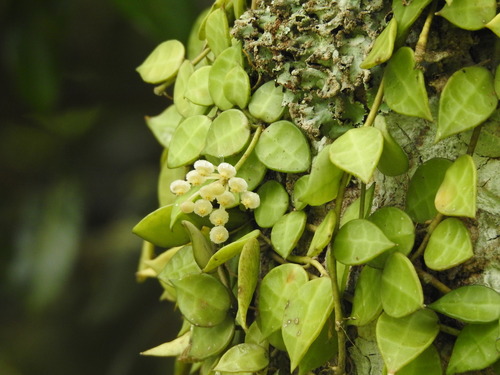 Krohniana ‘Super SIlver’ (Hoya krohniana)
