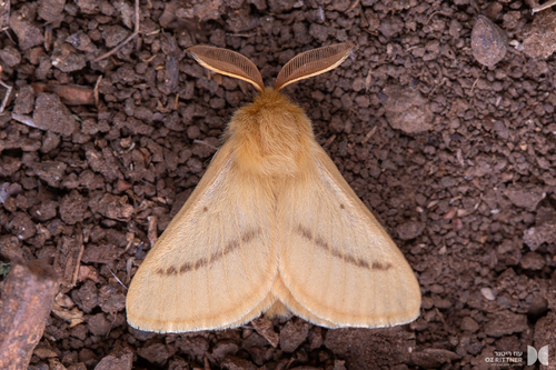 Lemonia beirutica