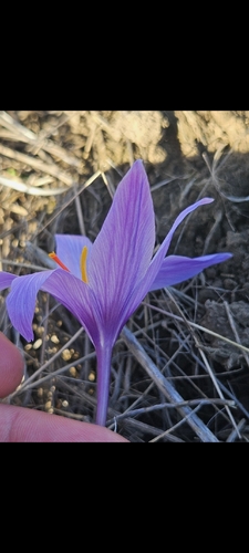 Fall Crocus