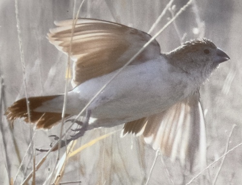 African Silverbill