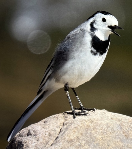 White Wagtail