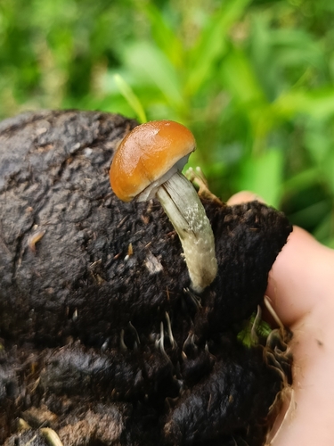 Magic Mushroom