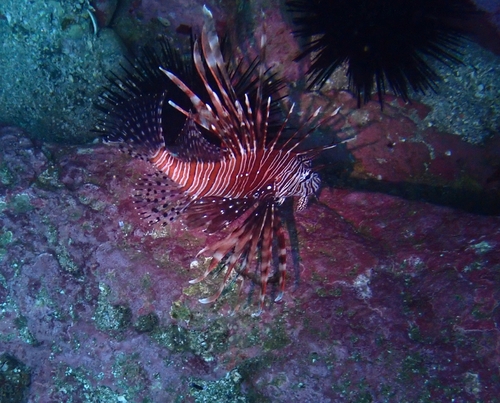 Pterois volitans