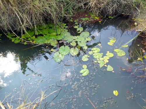 Day Waterlily