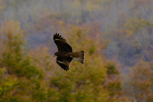 Black-eared Kite