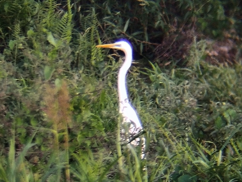 Eastern Great Egret