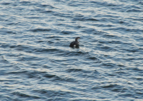 Arctic Loon