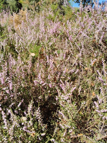 Avistamiento Calluna vulgaris