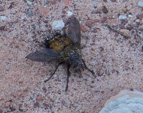Unknown species found near Zion National Park, Utah, USA