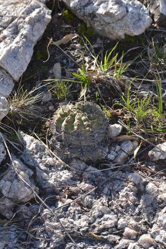 Gymnocalycium ochoterenae