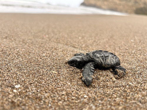 Lepidochelys olivacea