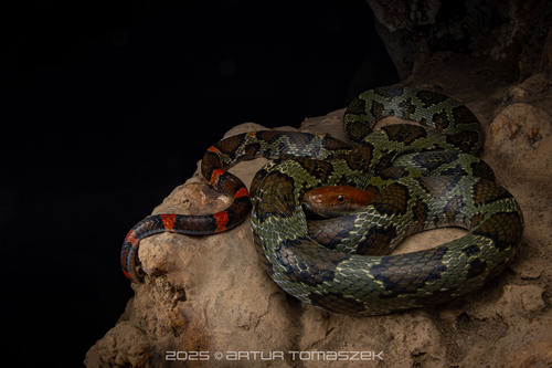 Flower Snake