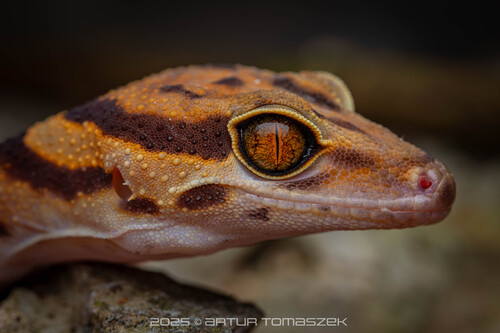 Vietnamese Leopard Gecko