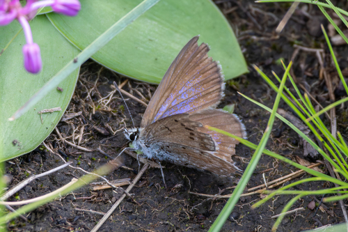 Orachrysops