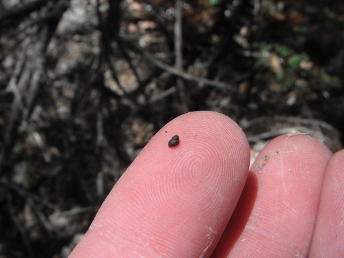 Huachuca Springsnail