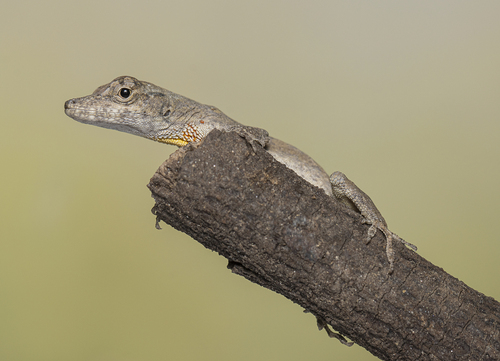Amazon Bark Anole