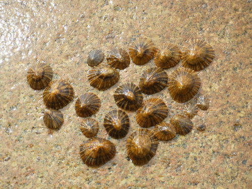 Black-footed Limpet