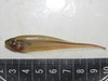 Rattail Knifefish - Photo (c) julianformosa, all rights reserved
