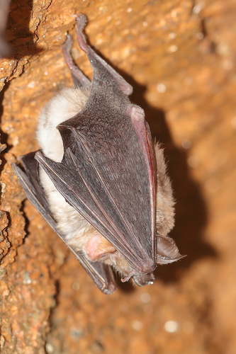 Mediterranean horseshoe bat