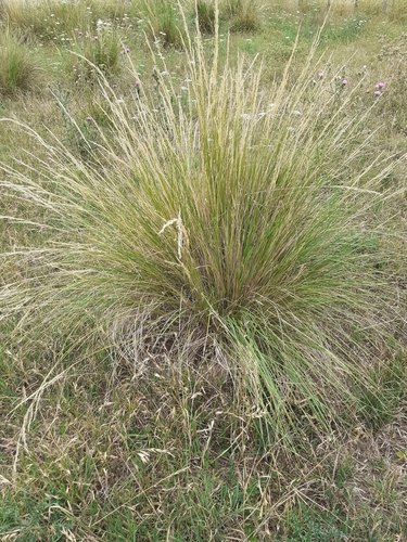 Puna Needle Grass (Stipa brachychaeta) · iNaturalist