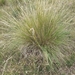 Puna Needle Grass - Photo (c) Ana Sallenave, all rights reserved, uploaded by Ana Sallenave