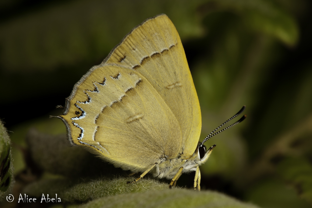 Grunus copper butterfly