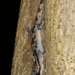 Cyrtodactylus jellesmae - Photo (c) Martin Mandák, todos los derechos reservados