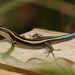 Pacific Bluetail Skink - Photo (c) Martin Mandák, all rights reserved, uploaded by Martin Mandák