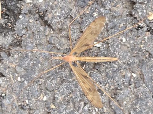 Unknown species found near Doylestown Township, PA, USA