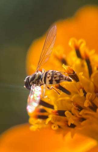 Unknown species found near Bristol Ct, Fredericksburg, VA, US