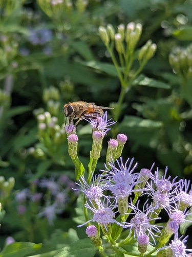 Unknown species found near Tucson, AZ 85743, USA