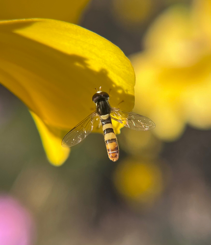 Unknown species found near Bristol Ct, Fredericksburg, VA, US
