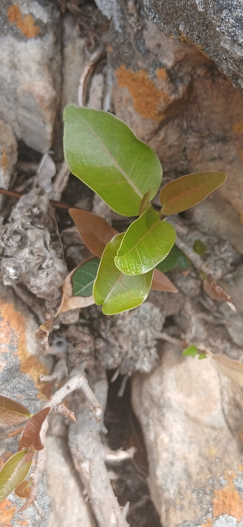 Muwonde Tree Figs from Kwa MaMcobothi, kulo Ree, Mnyameni River Xolobeni, Location ...