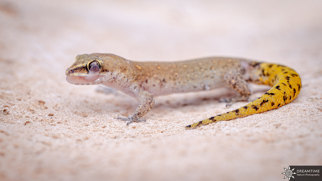 Brosset's Lizard-fingered Gecko