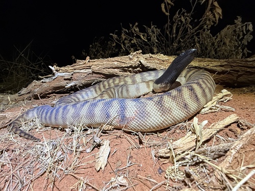 Black-headed Python sighting