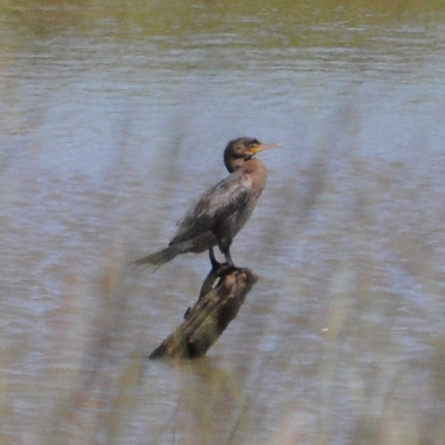Neotropic Cormorant