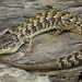 San Diego Alligator Lizard - Photo (c) Alice Abela, all rights reserved
