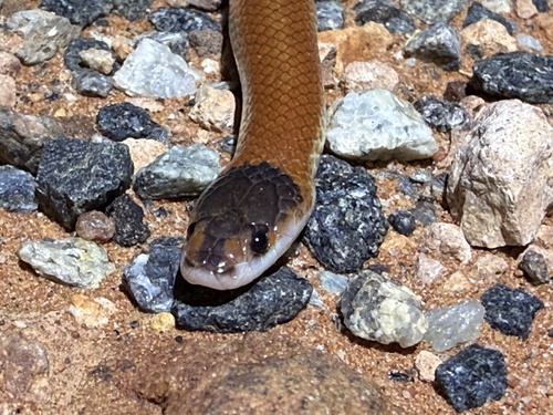 Inland Hooded Snake sighting