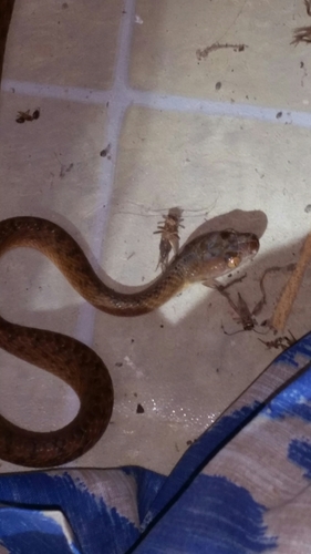 Brown Tree Snake sighting