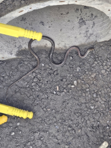 Yellow-faced Whipsnake sighting