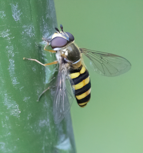 Unknown species found near Iowa, US