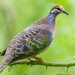 Common Bronzewing - Photo (c) andrew_mc, all rights reserved