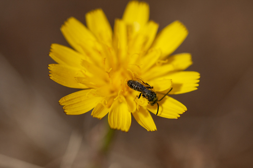 Lasioglossum fernandezis