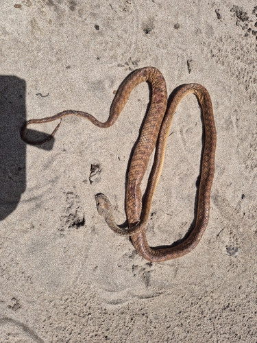 Brown Tree Snake sighting