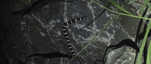 Eastern Bandy Bandy sighting